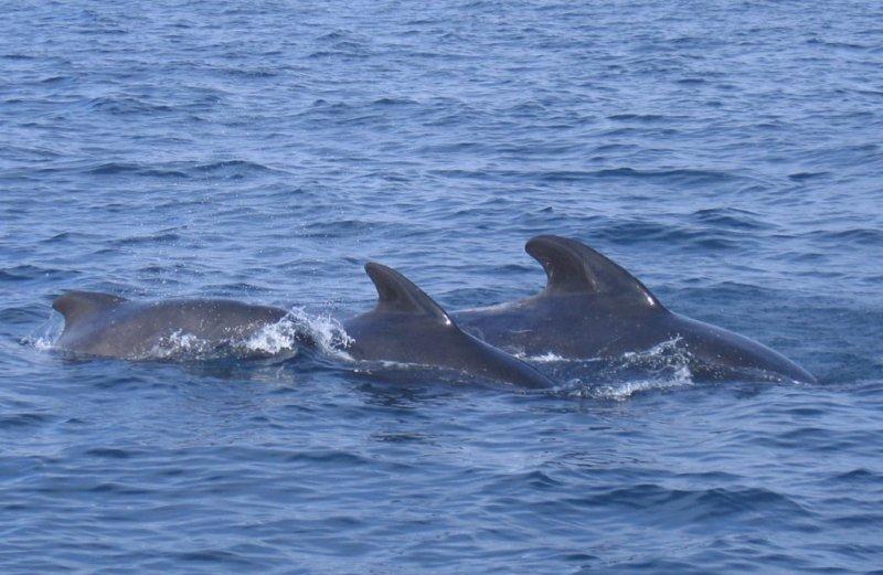 Description: Description: D:\_Vincent\Web -\Ver 4\Lofoten\135 Whales.jpg
