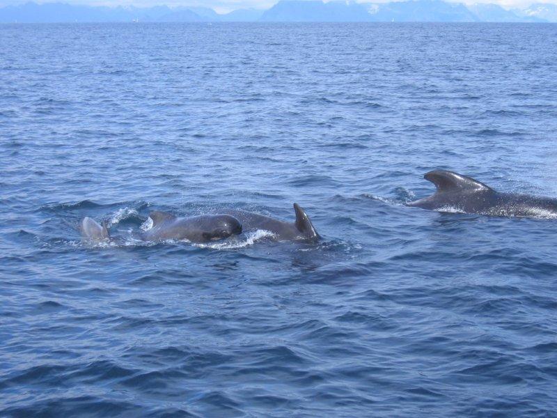 Description: Description: D:\_Vincent\Web -\Ver 4\Lofoten\137 Whales.jpg